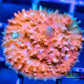 Chalice Coral- LPS Frag- Chalice Chalice Coral- LPS Frag- Chalice LPS Chalice Coral- LPS Frag- Chalice Zeo Box Reef