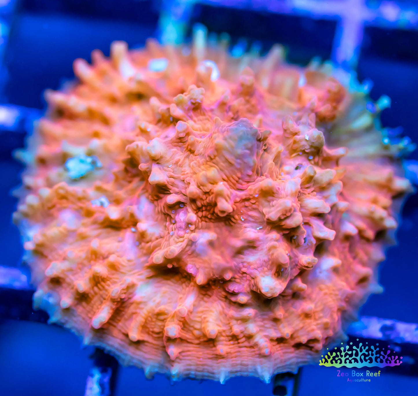 Chalice Coral- LPS Frag- Chalice Chalice Coral- LPS Frag- Chalice LPS Chalice Coral- LPS Frag- Chalice Zeo Box Reef