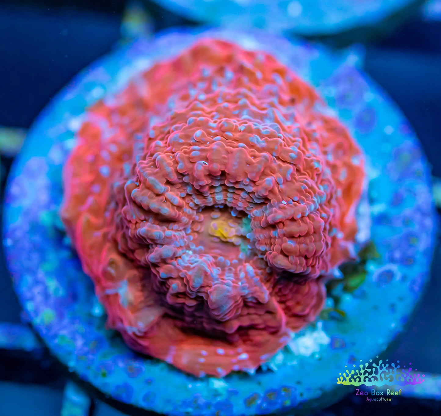 Chalice Coral- LPS Frag- Chalice Chalice Coral- LPS Frag- Chalice LPS Chalice Coral- LPS Frag- Chalice Zeo Box Reef