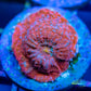 Chalice Coral- LPS Frag- Chalice Chalice Coral- LPS Frag- Chalice LPS Chalice Coral- LPS Frag- Chalice Zeo Box Reef