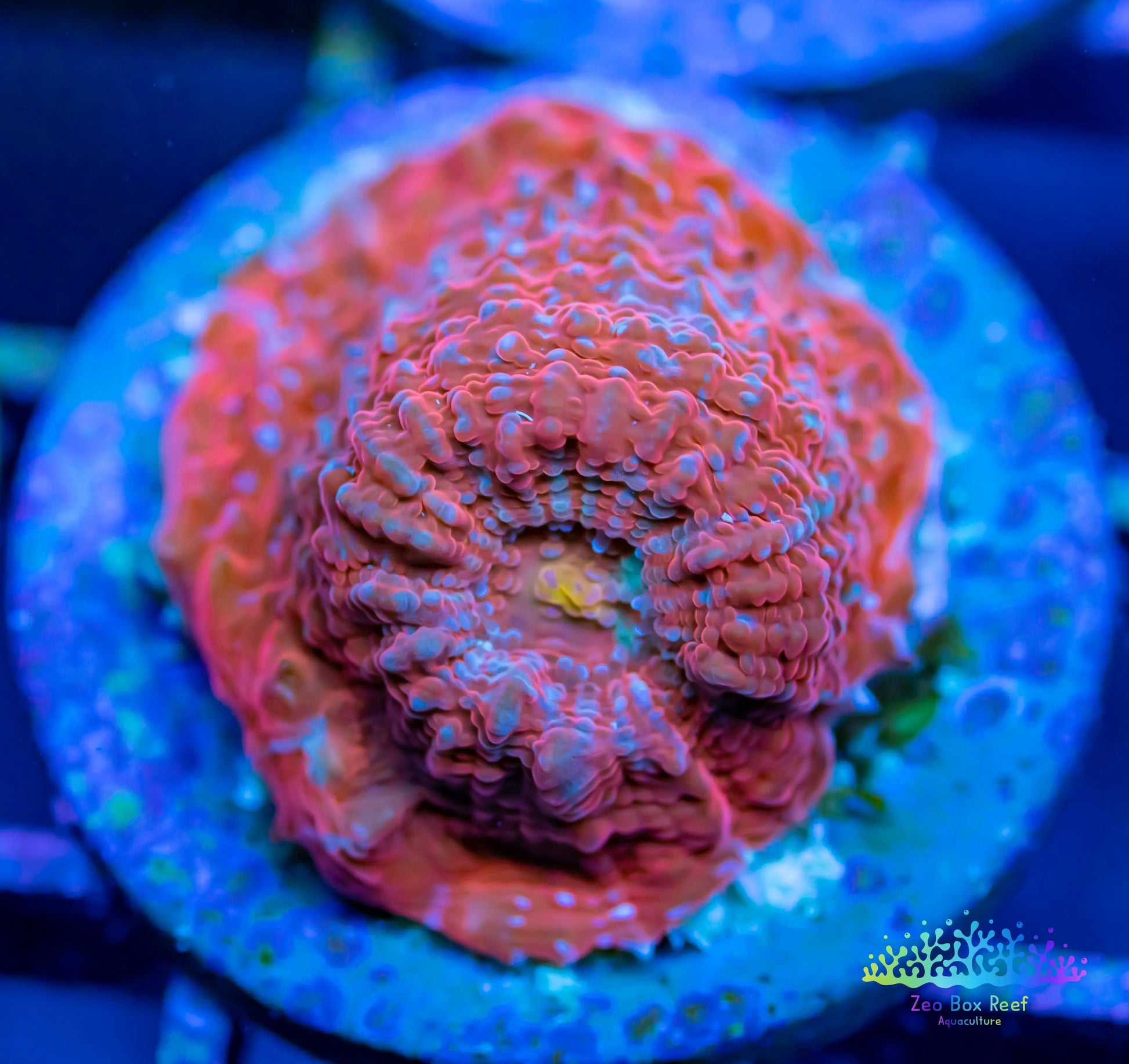 Chalice Coral- LPS Frag- Chalice Chalice Coral- LPS Frag- Chalice LPS Chalice Coral- LPS Frag- Chalice Zeo Box Reef