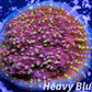 Chalice Coral- LPS Frag- Flame Thrower   Chalice WYSIWYG Chalice Coral- LPS Frag- Flame Thrower   Chalice WYSIWYG LPS Chalice Coral- LPS Frag- Flame Thrower   Chalice WYSIWYG Zeo Box Reef
