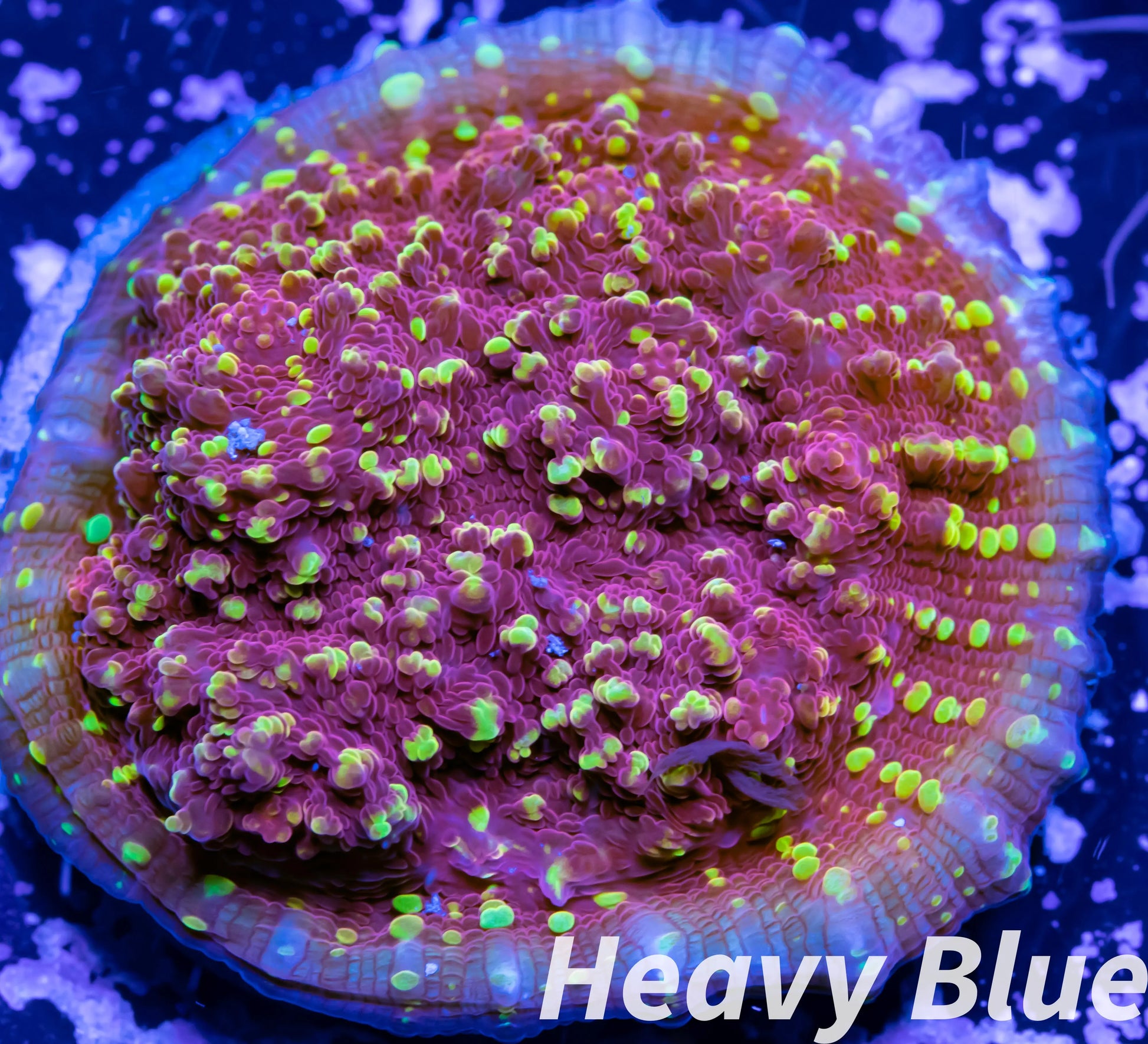 Chalice Coral- LPS Frag- Flame Thrower   Chalice WYSIWYG Chalice Coral- LPS Frag- Flame Thrower   Chalice WYSIWYG LPS Chalice Coral- LPS Frag- Flame Thrower   Chalice WYSIWYG Zeo Box Reef