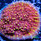 Chalice Coral- LPS Frag- Flame Thrower   Chalice WYSIWYG Chalice Coral- LPS Frag- Flame Thrower   Chalice WYSIWYG LPS Chalice Coral- LPS Frag- Flame Thrower   Chalice WYSIWYG Zeo Box Reef
