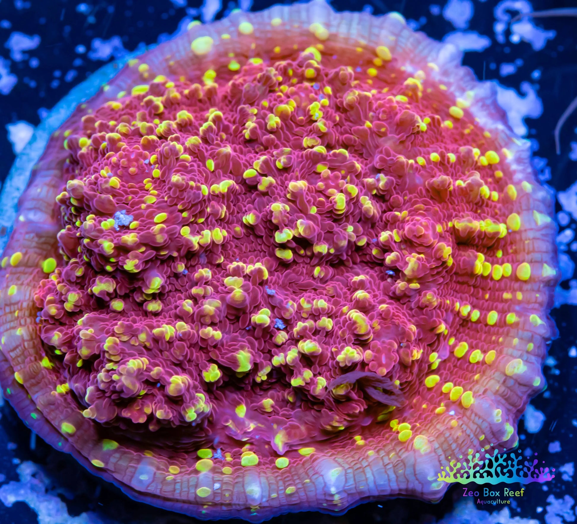 Chalice Coral- LPS Frag- Flame Thrower   Chalice WYSIWYG Chalice Coral- LPS Frag- Flame Thrower   Chalice WYSIWYG LPS Chalice Coral- LPS Frag- Flame Thrower   Chalice WYSIWYG Zeo Box Reef