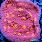 Chalice Coral- LPS Frag- Golden Eye Chalice WYSIWYG Chalice Coral- LPS Frag- Golden Eye Chalice WYSIWYG LPS Chalice Coral- LPS Frag- Golden Eye Chalice WYSIWYG Zeo Box Reef