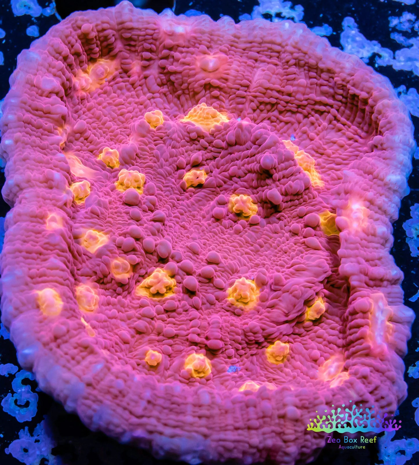 Chalice Coral- LPS Frag- Golden Eye Chalice WYSIWYG Chalice Coral- LPS Frag- Golden Eye Chalice WYSIWYG LPS Chalice Coral- LPS Frag- Golden Eye Chalice WYSIWYG Zeo Box Reef
