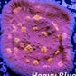 Chalice Coral- LPS Frag- Golden Eye Chalice WYSIWYG Chalice Coral- LPS Frag- Golden Eye Chalice WYSIWYG LPS Chalice Coral- LPS Frag- Golden Eye Chalice WYSIWYG Zeo Box Reef