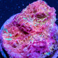 Chalice Coral- LPS Frag- Green Chalice WYSIWYG Chalice Coral- LPS Frag- Green Chalice WYSIWYG LPS Chalice Coral- LPS Frag- Green Chalice WYSIWYG Zeo Box Reef