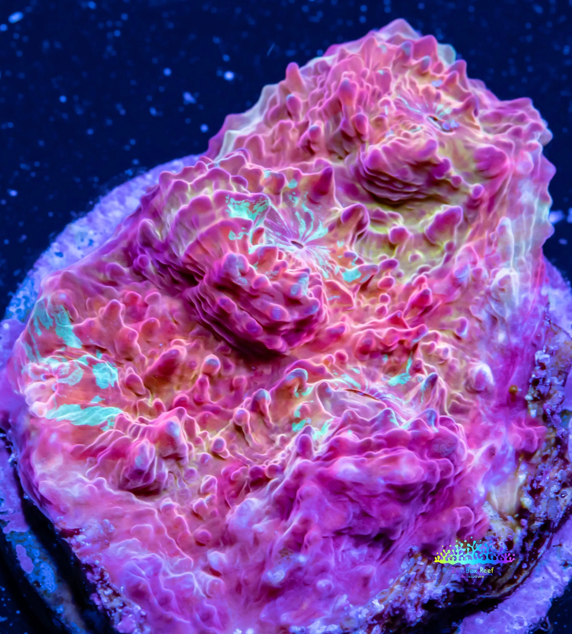 Chalice Coral- LPS Frag- Green Chalice WYSIWYG Chalice Coral- LPS Frag- Green Chalice WYSIWYG LPS Chalice Coral- LPS Frag- Green Chalice WYSIWYG Zeo Box Reef