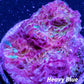 Chalice Coral- LPS Frag- Green Chalice WYSIWYG Chalice Coral- LPS Frag- Green Chalice WYSIWYG LPS Chalice Coral- LPS Frag- Green Chalice WYSIWYG Zeo Box Reef