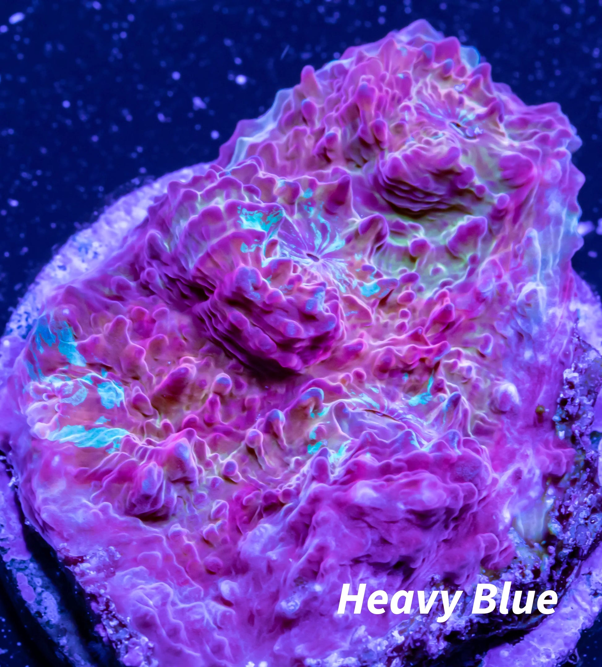 Chalice Coral- LPS Frag- Green Chalice WYSIWYG Chalice Coral- LPS Frag- Green Chalice WYSIWYG LPS Chalice Coral- LPS Frag- Green Chalice WYSIWYG Zeo Box Reef
