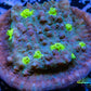 Chalice Coral- LPS Frag- Hollywood Stunner Chalice WYSIWYG Chalice Coral- LPS Frag- Hollywood Stunner Chalice WYSIWYG LPS Chalice Coral- LPS Frag- Hollywood Stunner Chalice WYSIWYG Zeo Box Reef