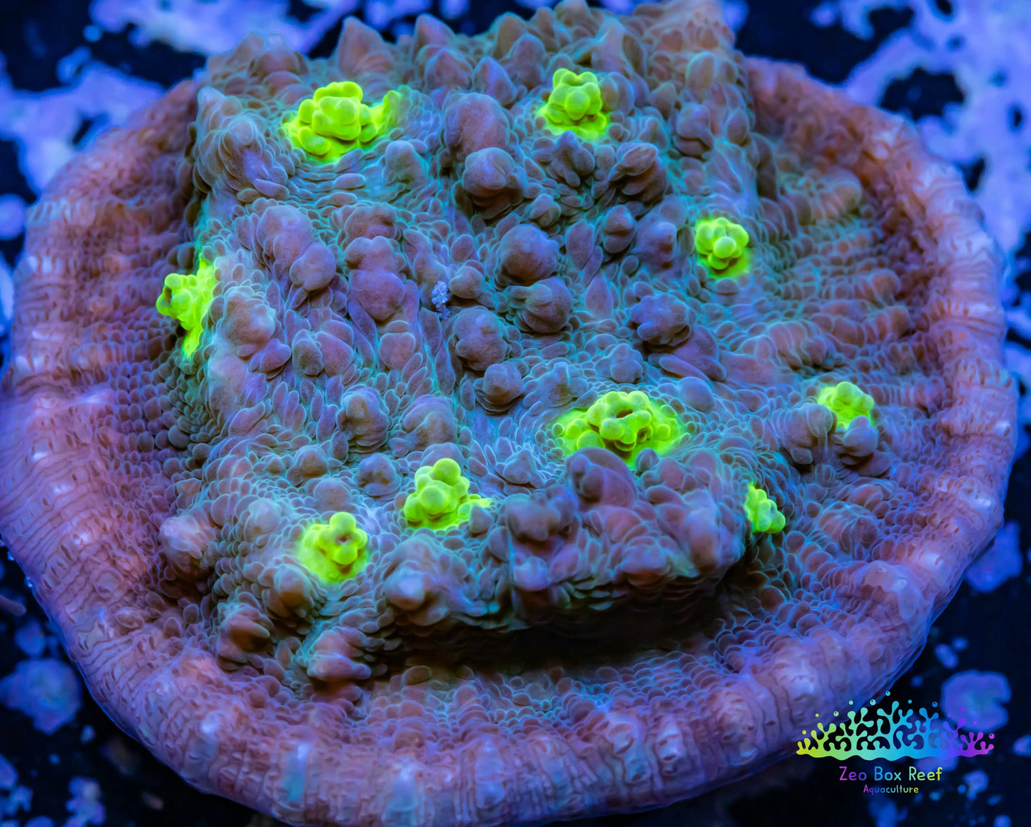 Chalice Coral- LPS Frag- Hollywood Stunner Chalice WYSIWYG Chalice Coral- LPS Frag- Hollywood Stunner Chalice WYSIWYG LPS Chalice Coral- LPS Frag- Hollywood Stunner Chalice WYSIWYG Zeo Box Reef