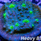 Chalice Coral- LPS Frag- Hollywood Stunner Chalice WYSIWYG Chalice Coral- LPS Frag- Hollywood Stunner Chalice WYSIWYG LPS Chalice Coral- LPS Frag- Hollywood Stunner Chalice WYSIWYG Zeo Box Reef