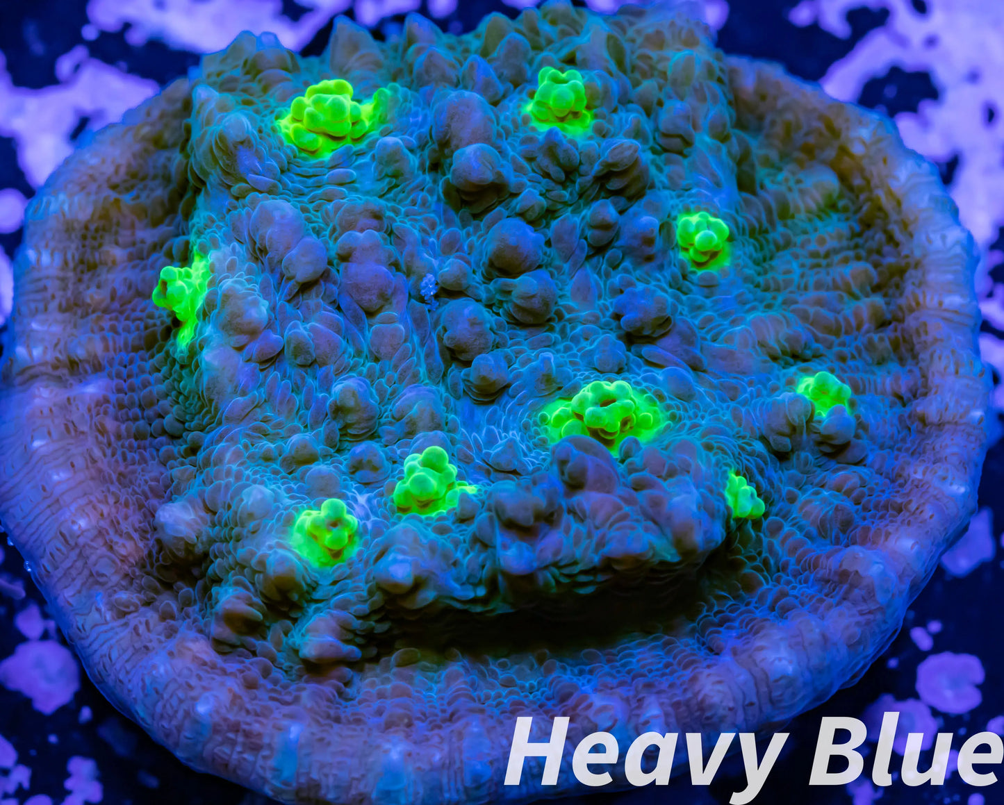 Chalice Coral- LPS Frag- Hollywood Stunner Chalice WYSIWYG Chalice Coral- LPS Frag- Hollywood Stunner Chalice WYSIWYG LPS Chalice Coral- LPS Frag- Hollywood Stunner Chalice WYSIWYG Zeo Box Reef