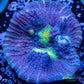 Chalice Coral- LPS Frag- Miami  Hurricane Chalice WYSIWYG Chalice Coral- LPS Frag- Miami  Hurricane Chalice WYSIWYG LPS Chalice Coral- LPS Frag- Miami  Hurricane Chalice WYSIWYG Zeo Box Reef