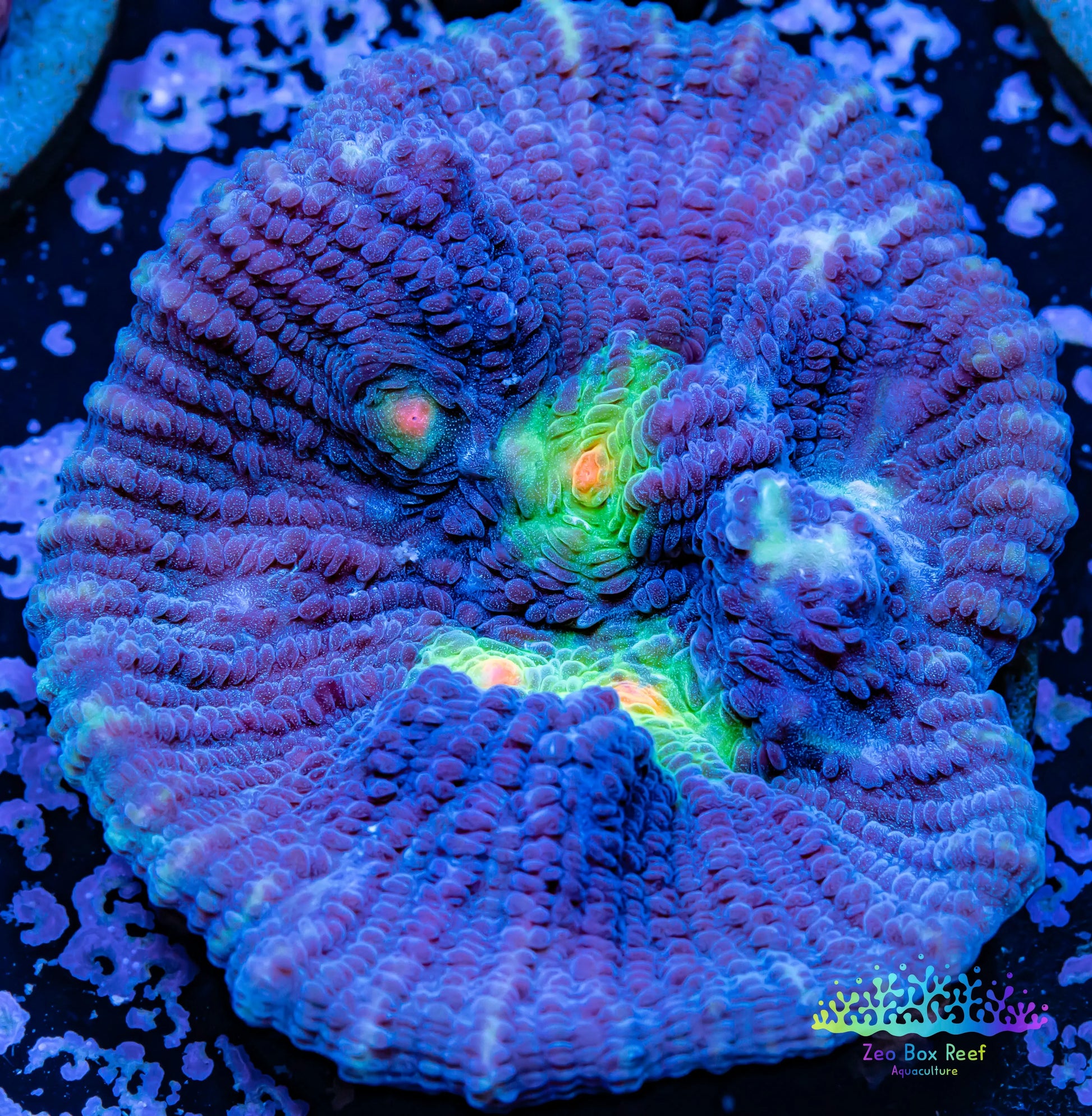 Chalice Coral- LPS Frag- Miami  Hurricane Chalice WYSIWYG Chalice Coral- LPS Frag- Miami  Hurricane Chalice WYSIWYG LPS Chalice Coral- LPS Frag- Miami  Hurricane Chalice WYSIWYG Zeo Box Reef