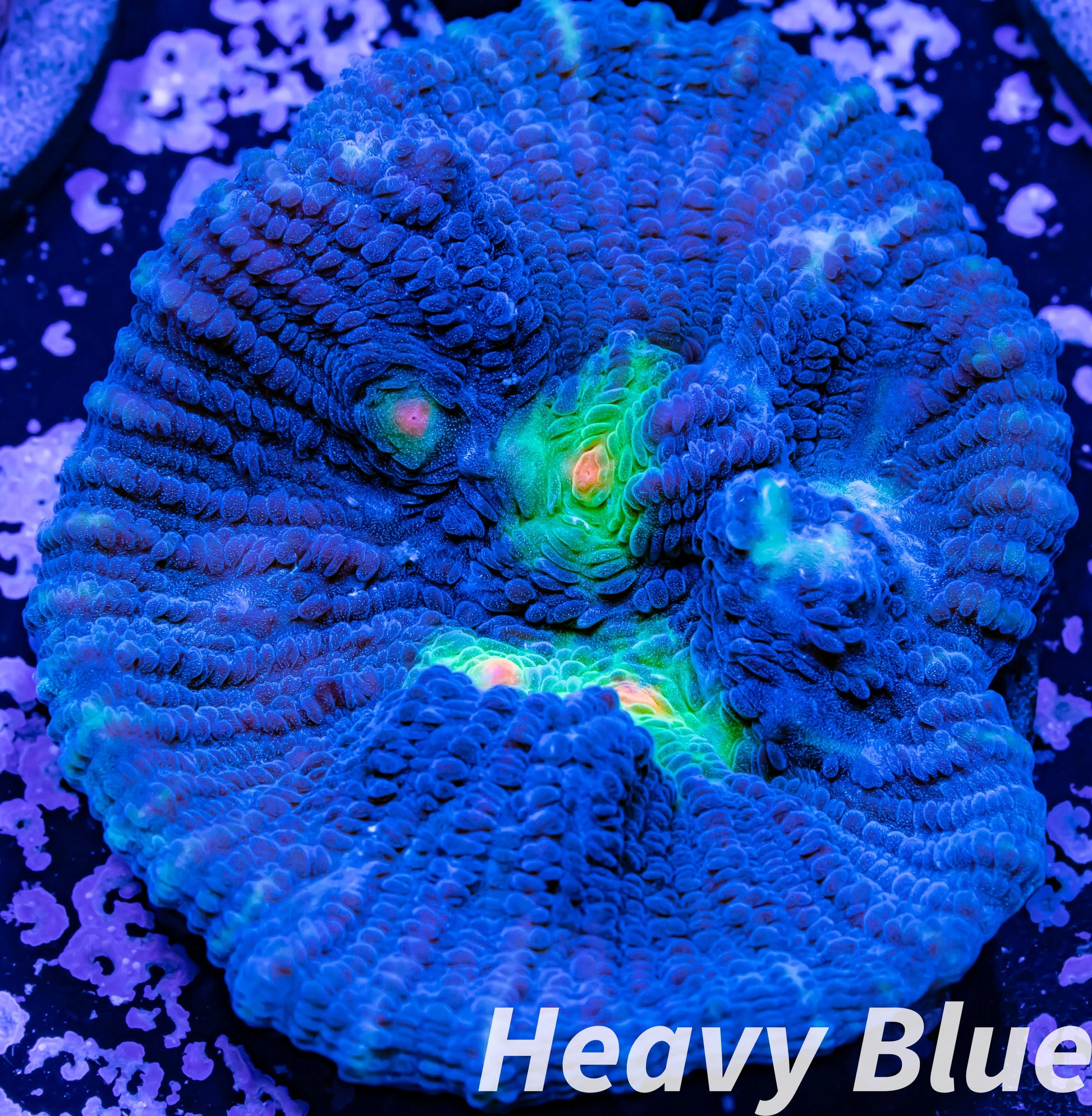 Chalice Coral- LPS Frag- Miami  Hurricane Chalice WYSIWYG Chalice Coral- LPS Frag- Miami  Hurricane Chalice WYSIWYG LPS Chalice Coral- LPS Frag- Miami  Hurricane Chalice WYSIWYG Zeo Box Reef