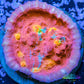Chalice Coral- LPS Frag- Ultra Golden Eye Chalice WYSIWYG Chalice Coral- LPS Frag- Ultra Golden Eye Chalice WYSIWYG LPS Chalice Coral- LPS Frag- Ultra Golden Eye Chalice WYSIWYG Zeo Box Reef