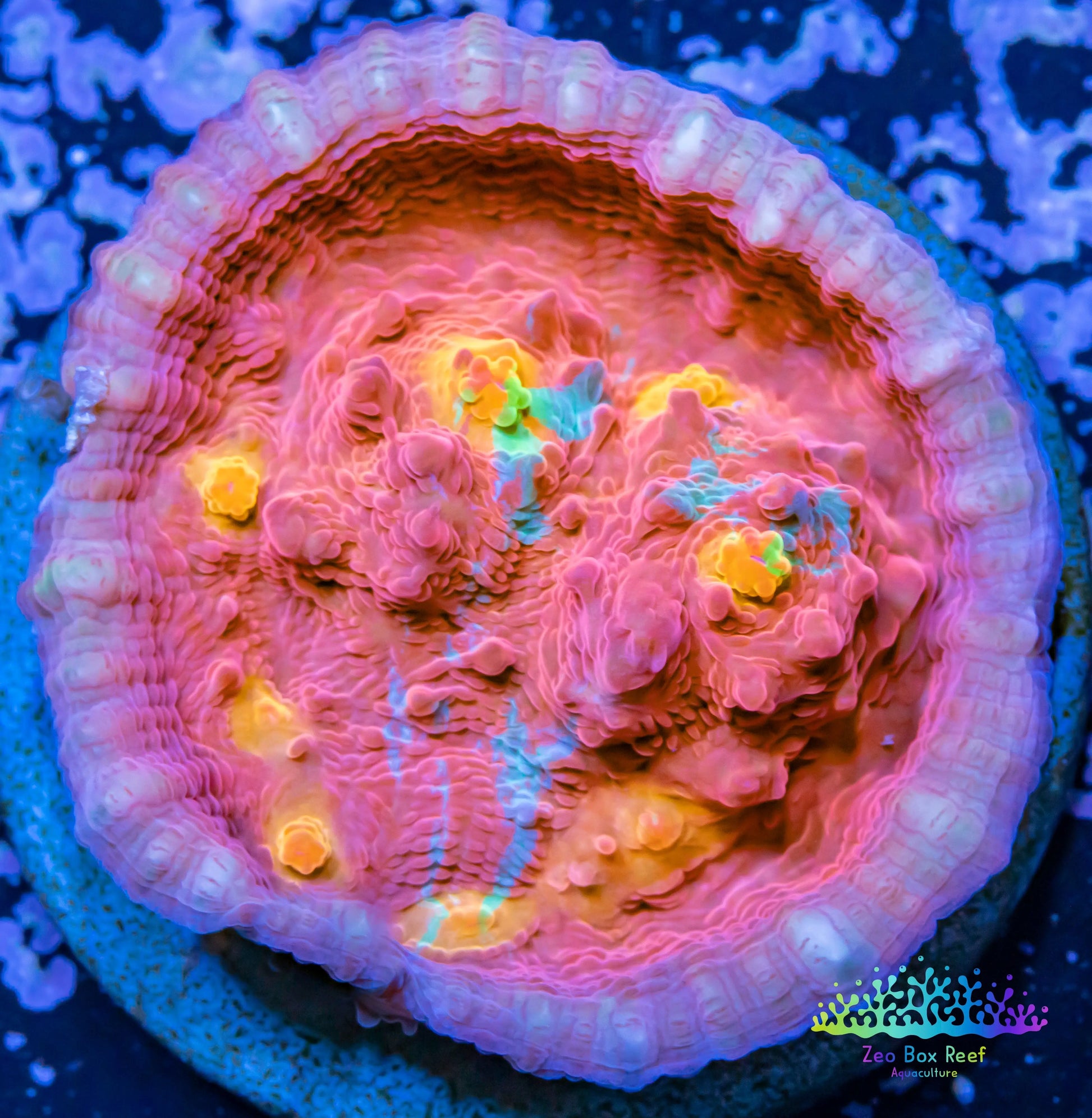 Chalice Coral- LPS Frag- Ultra Golden Eye Chalice WYSIWYG Chalice Coral- LPS Frag- Ultra Golden Eye Chalice WYSIWYG LPS Chalice Coral- LPS Frag- Ultra Golden Eye Chalice WYSIWYG Zeo Box Reef