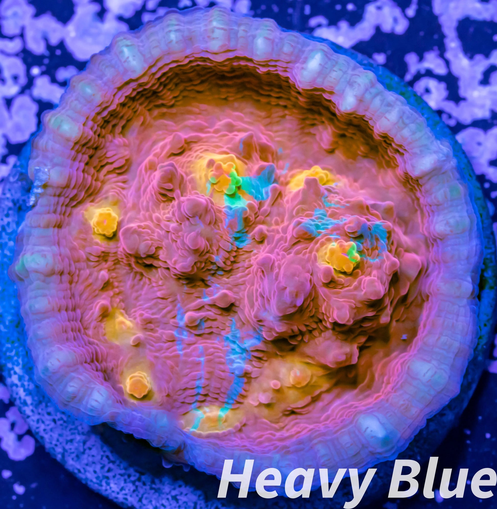 Chalice Coral- LPS Frag- Ultra Golden Eye Chalice WYSIWYG Chalice Coral- LPS Frag- Ultra Golden Eye Chalice WYSIWYG LPS Chalice Coral- LPS Frag- Ultra Golden Eye Chalice WYSIWYG Zeo Box Reef