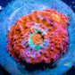 Chalice Coral- LPS Frag- WYSIWYG Chalice Chalice Coral- LPS Frag- WYSIWYG Chalice LPS Chalice Coral- LPS Frag- WYSIWYG Chalice Zeo Box Reef