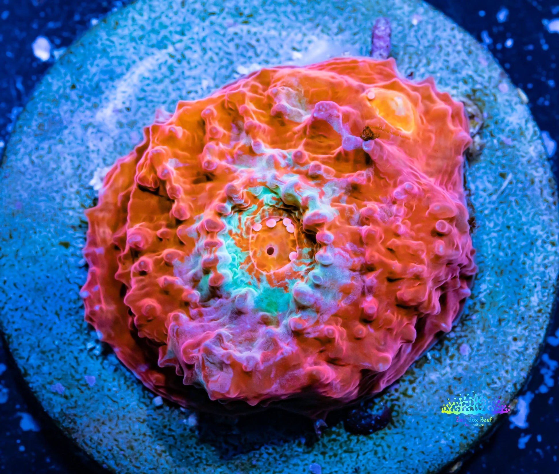 Chalice Coral- LPS Frag- WYSIWYG Chalice Chalice Coral- LPS Frag- WYSIWYG Chalice LPS Chalice Coral- LPS Frag- WYSIWYG Chalice Zeo Box Reef