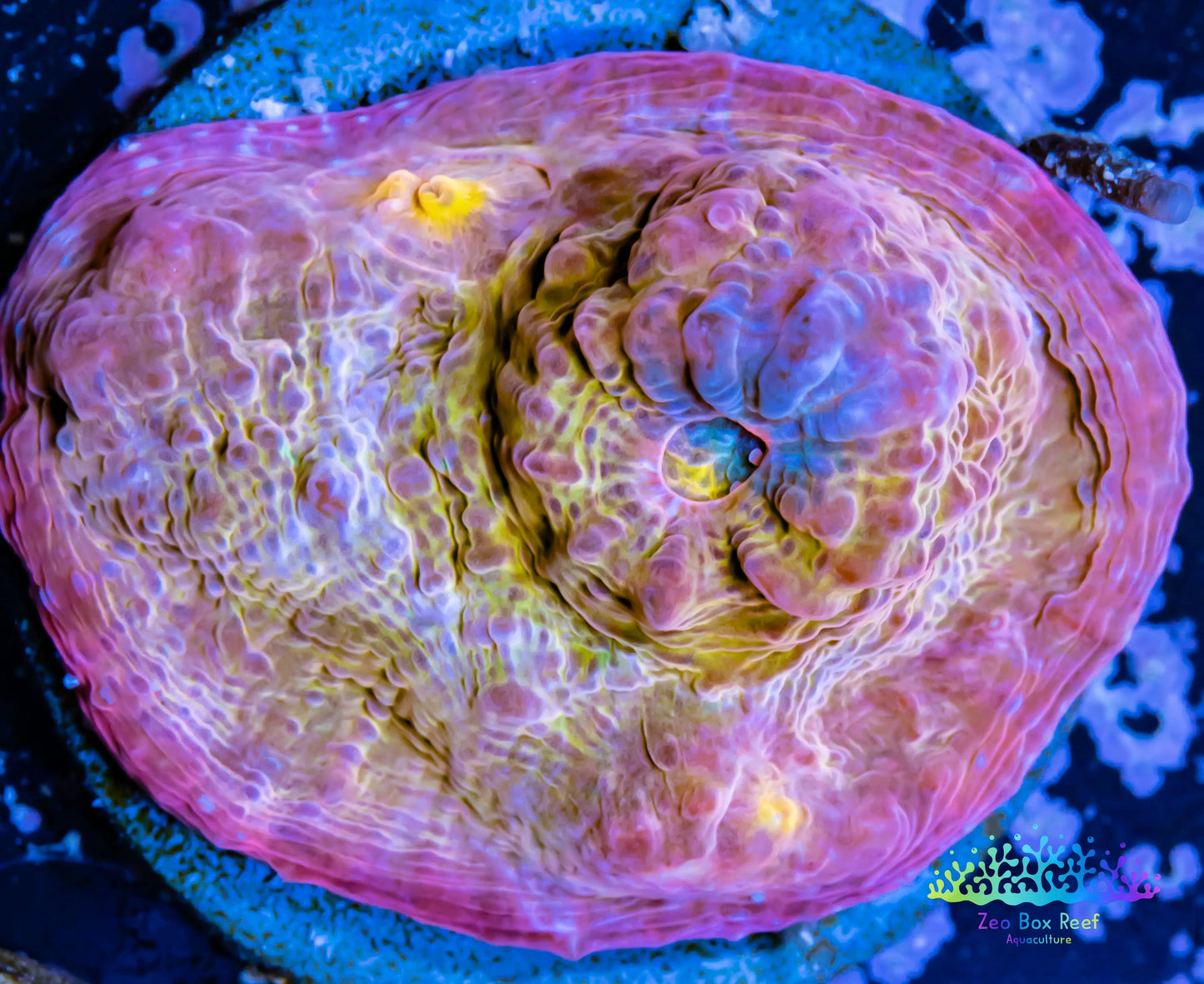 Chalice Coral- LPS Frag-Chalice WYSIWYG Chalice Coral- LPS Frag-Chalice WYSIWYG LPS Chalice Coral- LPS Frag-Chalice WYSIWYG Zeo Box Reef