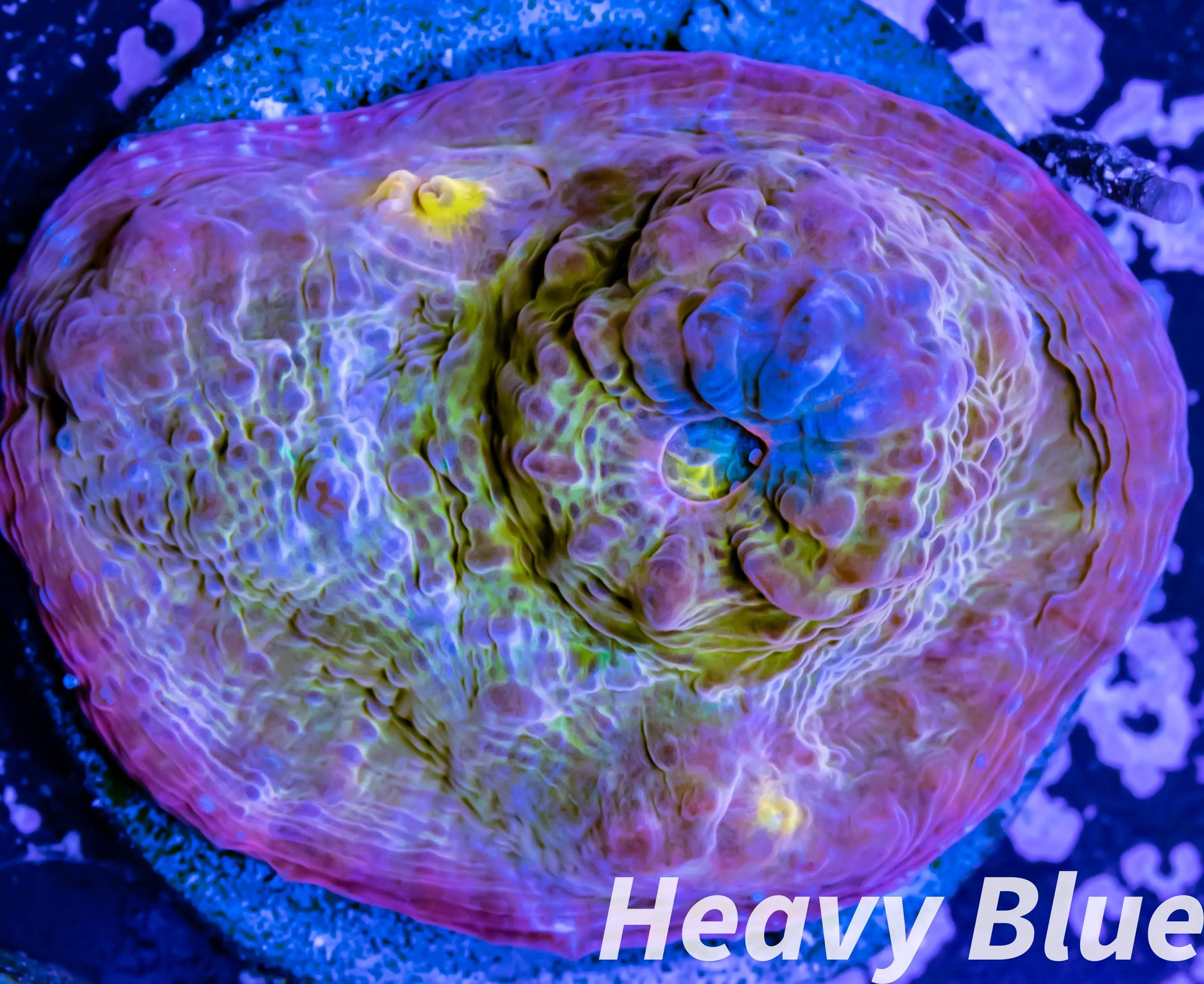 Chalice Coral- LPS Frag-Chalice WYSIWYG Chalice Coral- LPS Frag-Chalice WYSIWYG LPS Chalice Coral- LPS Frag-Chalice WYSIWYG Zeo Box Reef