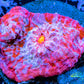 Chalice Coral- LPS Frag-Ultra Chalice WYSIWYG Chalice Coral- LPS Frag-Ultra Chalice WYSIWYG LPS Chalice Coral- LPS Frag-Ultra Chalice WYSIWYG Zeo Box Reef