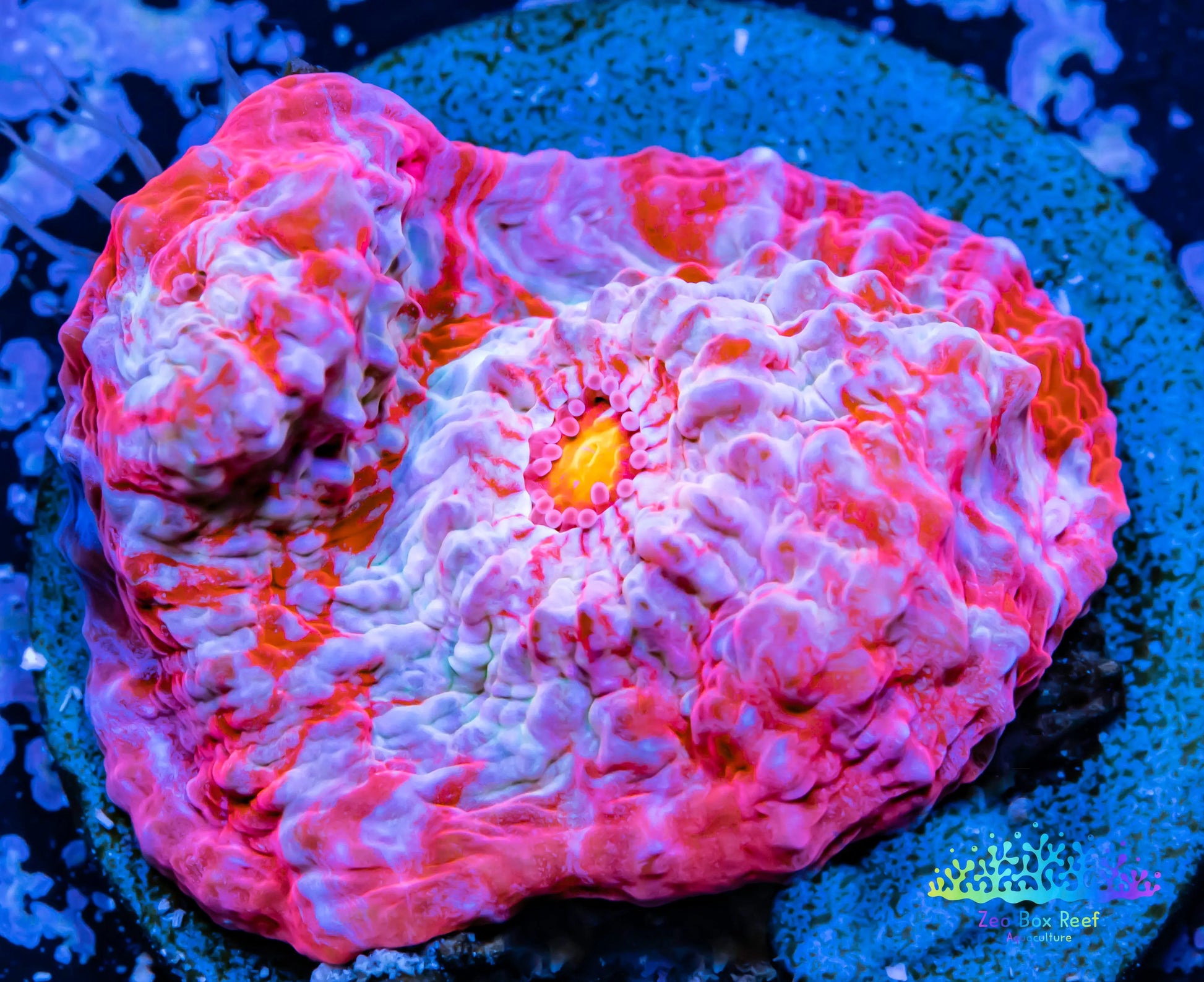 Chalice Coral- LPS Frag-Ultra Chalice WYSIWYG Chalice Coral- LPS Frag-Ultra Chalice WYSIWYG LPS Chalice Coral- LPS Frag-Ultra Chalice WYSIWYG Zeo Box Reef