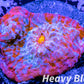 Chalice Coral- LPS Frag-Ultra Chalice WYSIWYG Chalice Coral- LPS Frag-Ultra Chalice WYSIWYG LPS Chalice Coral- LPS Frag-Ultra Chalice WYSIWYG Zeo Box Reef