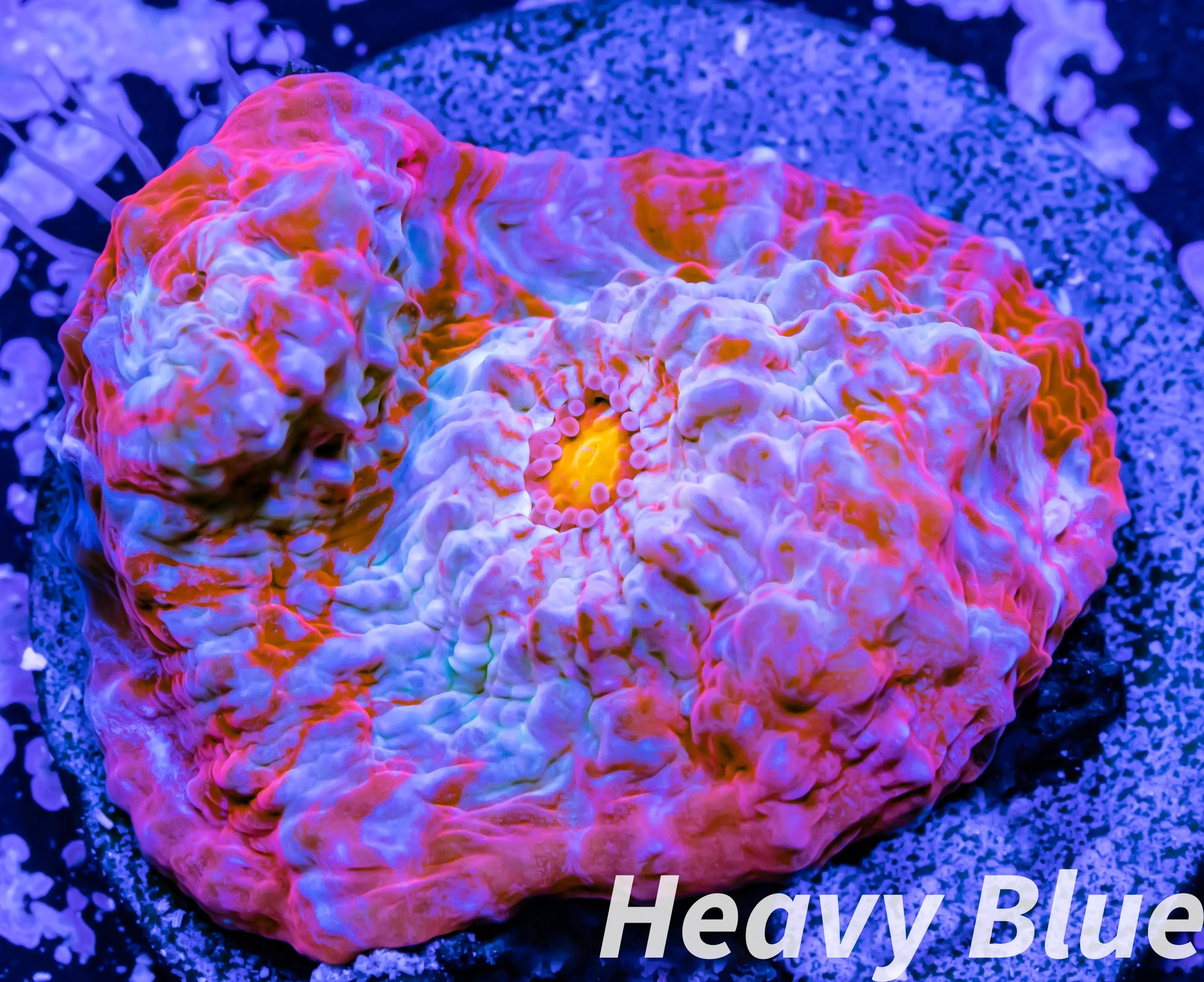 Chalice Coral- LPS Frag-Ultra Chalice WYSIWYG Chalice Coral- LPS Frag-Ultra Chalice WYSIWYG LPS Chalice Coral- LPS Frag-Ultra Chalice WYSIWYG Zeo Box Reef