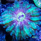 Copy of Cynaria Coral - LPS - WA Mini Cynaria 6cm WYSIWYG Copy of Cynaria Coral - LPS - WA Mini Cynaria 6cm WYSIWYG  Copy of Cynaria Coral - LPS - WA Mini Cynaria 6cm WYSIWYG Zeo Box Reef