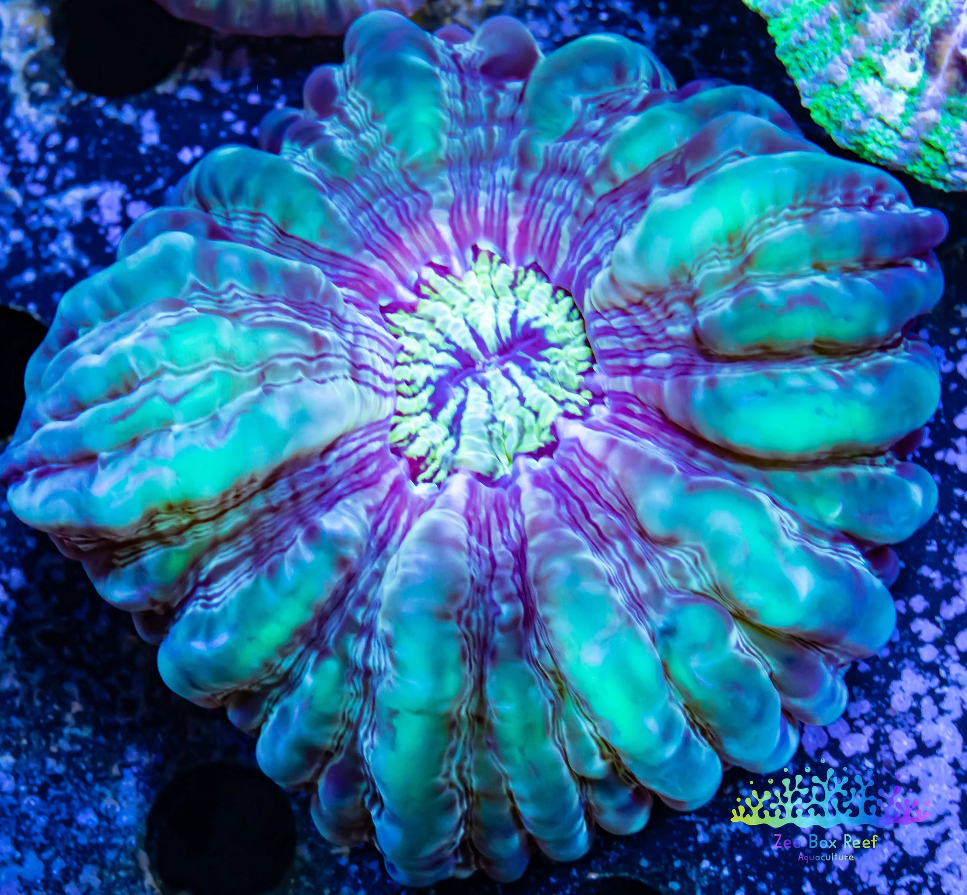 Copy of Cynaria Coral - LPS - WA Mini Cynaria 6cm WYSIWYG Copy of Cynaria Coral - LPS - WA Mini Cynaria 6cm WYSIWYG  Copy of Cynaria Coral - LPS - WA Mini Cynaria 6cm WYSIWYG Zeo Box Reef