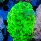 Copy of Euphyllia Ancora Coral- LPS - QLD Super Ultra Toxic Green Mottled Hammer Coral WYSIWYG 8cm Copy of Euphyllia Ancora Coral- LPS - QLD Super Ultra Toxic Green Mottled Hammer Coral WYSIWYG 8cm Animals & Pet Supplies Copy of Euphyllia Ancora Coral- LPS - QLD Super Ultra Toxic Green Mottled Hammer Coral WYSIWYG 8cm Zeo Box Reef