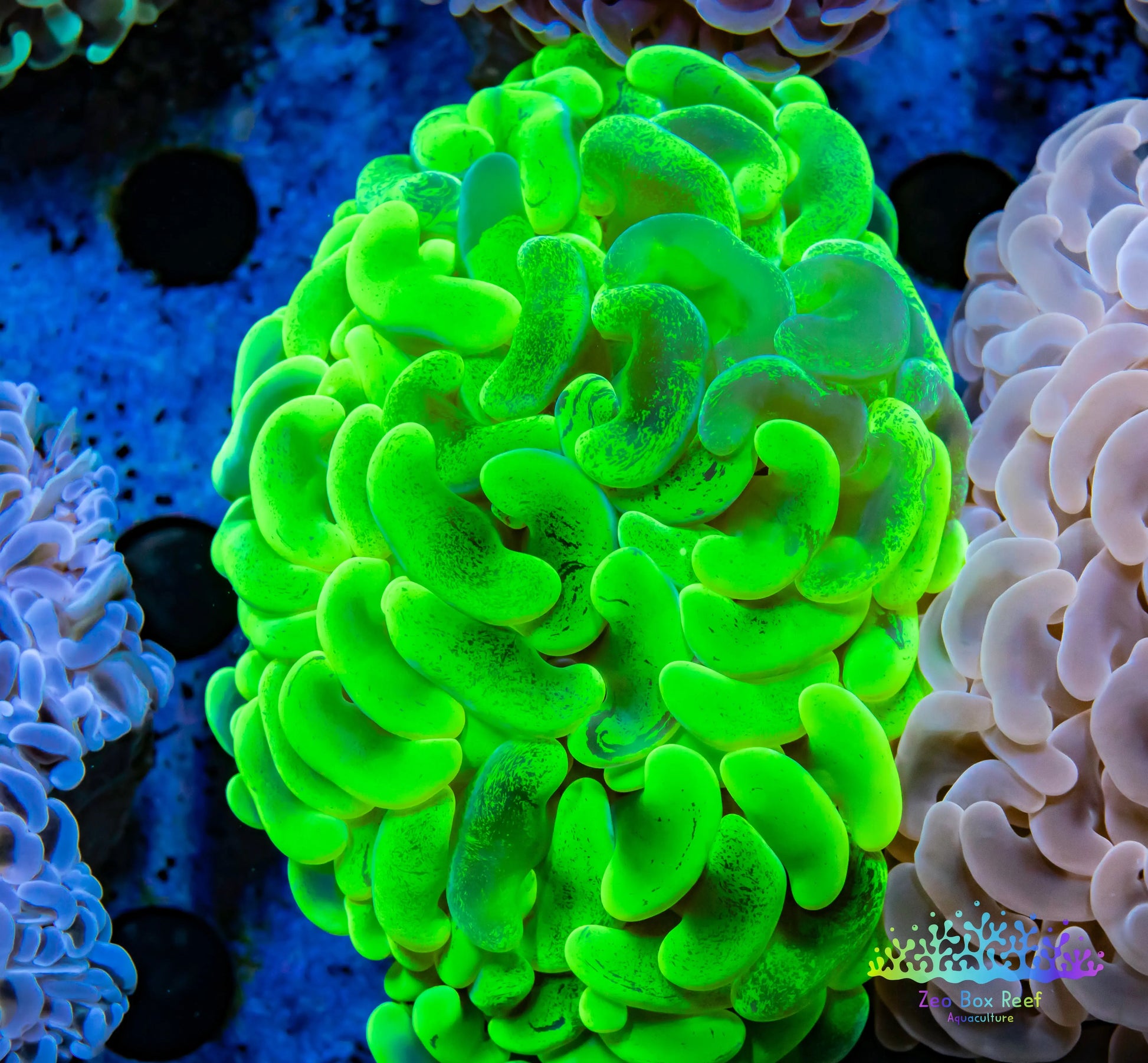 Copy of Euphyllia Ancora Coral- LPS - QLD Super Ultra Toxic Green Mottled Hammer Coral WYSIWYG 8cm Copy of Euphyllia Ancora Coral- LPS - QLD Super Ultra Toxic Green Mottled Hammer Coral WYSIWYG 8cm Animals & Pet Supplies Copy of Euphyllia Ancora Coral- LPS - QLD Super Ultra Toxic Green Mottled Hammer Coral WYSIWYG 8cm Zeo Box Reef