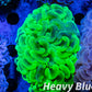 Copy of Euphyllia Ancora Coral- LPS - QLD Super Ultra Toxic Green Mottled Hammer Coral WYSIWYG 8cm Copy of Euphyllia Ancora Coral- LPS - QLD Super Ultra Toxic Green Mottled Hammer Coral WYSIWYG 8cm Animals & Pet Supplies Copy of Euphyllia Ancora Coral- LPS - QLD Super Ultra Toxic Green Mottled Hammer Coral WYSIWYG 8cm Zeo Box Reef