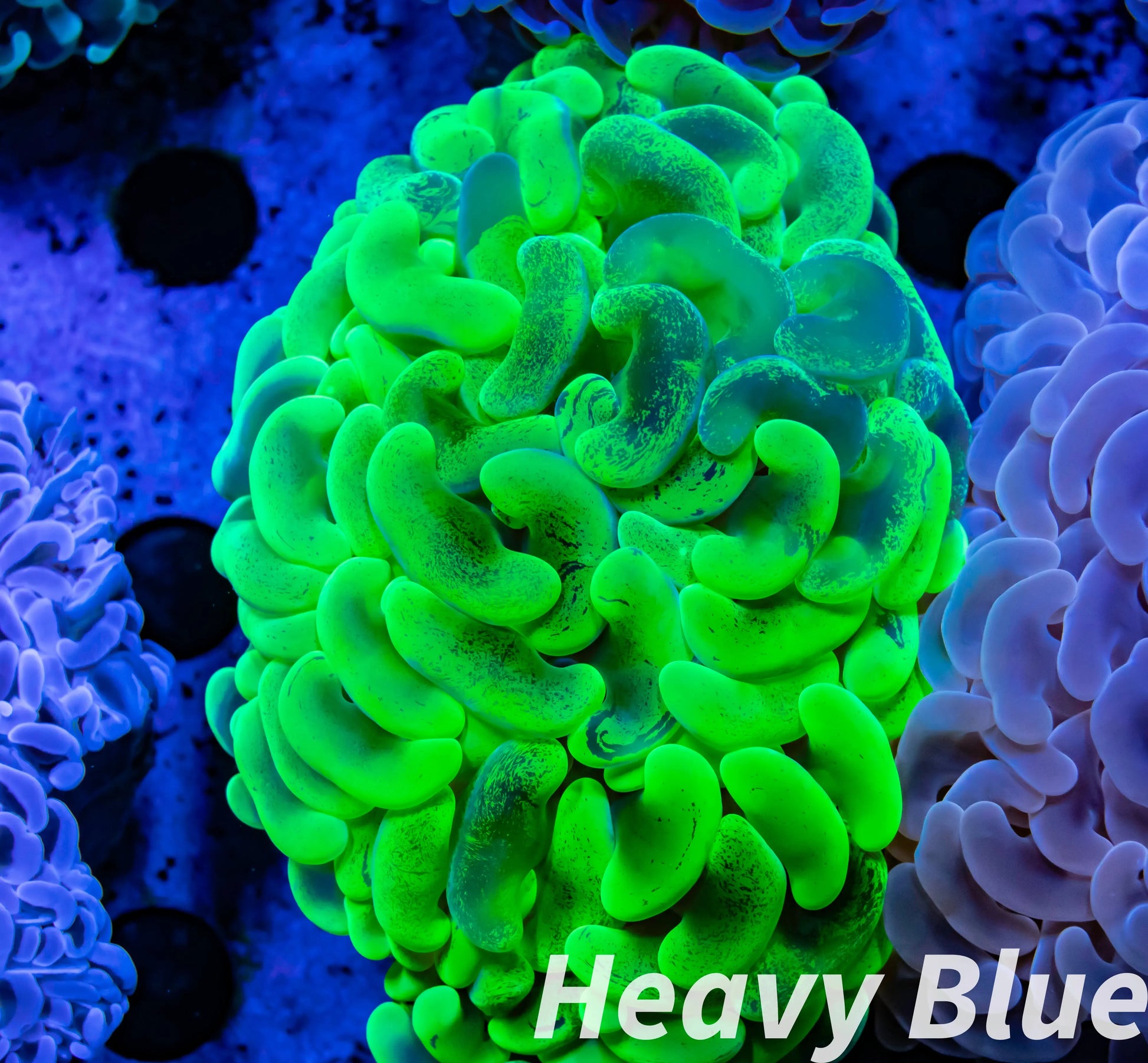 Copy of Euphyllia Ancora Coral- LPS - QLD Super Ultra Toxic Green Mottled Hammer Coral WYSIWYG 8cm Copy of Euphyllia Ancora Coral- LPS - QLD Super Ultra Toxic Green Mottled Hammer Coral WYSIWYG 8cm Animals & Pet Supplies Copy of Euphyllia Ancora Coral- LPS - QLD Super Ultra Toxic Green Mottled Hammer Coral WYSIWYG 8cm Zeo Box Reef