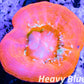 Copy of LPS - Scolymia Australis- WYSIWYG Ultra  Scoly Coral 3cm Copy of LPS - Scolymia Australis- WYSIWYG Ultra  Scoly Coral 3cm LPS Copy of LPS - Scolymia Australis- WYSIWYG Ultra  Scoly Coral 3cm Zeo Box Reef