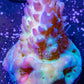 Copy of Tierra Del Fuego Frag WYSIWYG Copy of Tierra Del Fuego Frag WYSIWYG SPS Copy of Tierra Del Fuego Frag WYSIWYG Zeo Box Reef