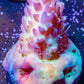 Copy of Tierra Del Fuego Frag WYSIWYG Copy of Tierra Del Fuego Frag WYSIWYG SPS Copy of Tierra Del Fuego Frag WYSIWYG Zeo Box Reef