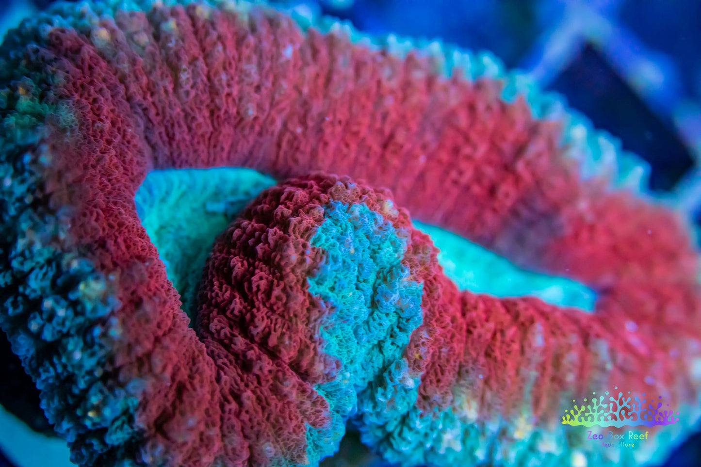 Coral- LPS- Lobophyllia- Lobo WYSIWYG Coral- LPS- Lobophyllia- Lobo WYSIWYG LPS Coral- LPS- Lobophyllia- Lobo WYSIWYG Zeo Box Reef