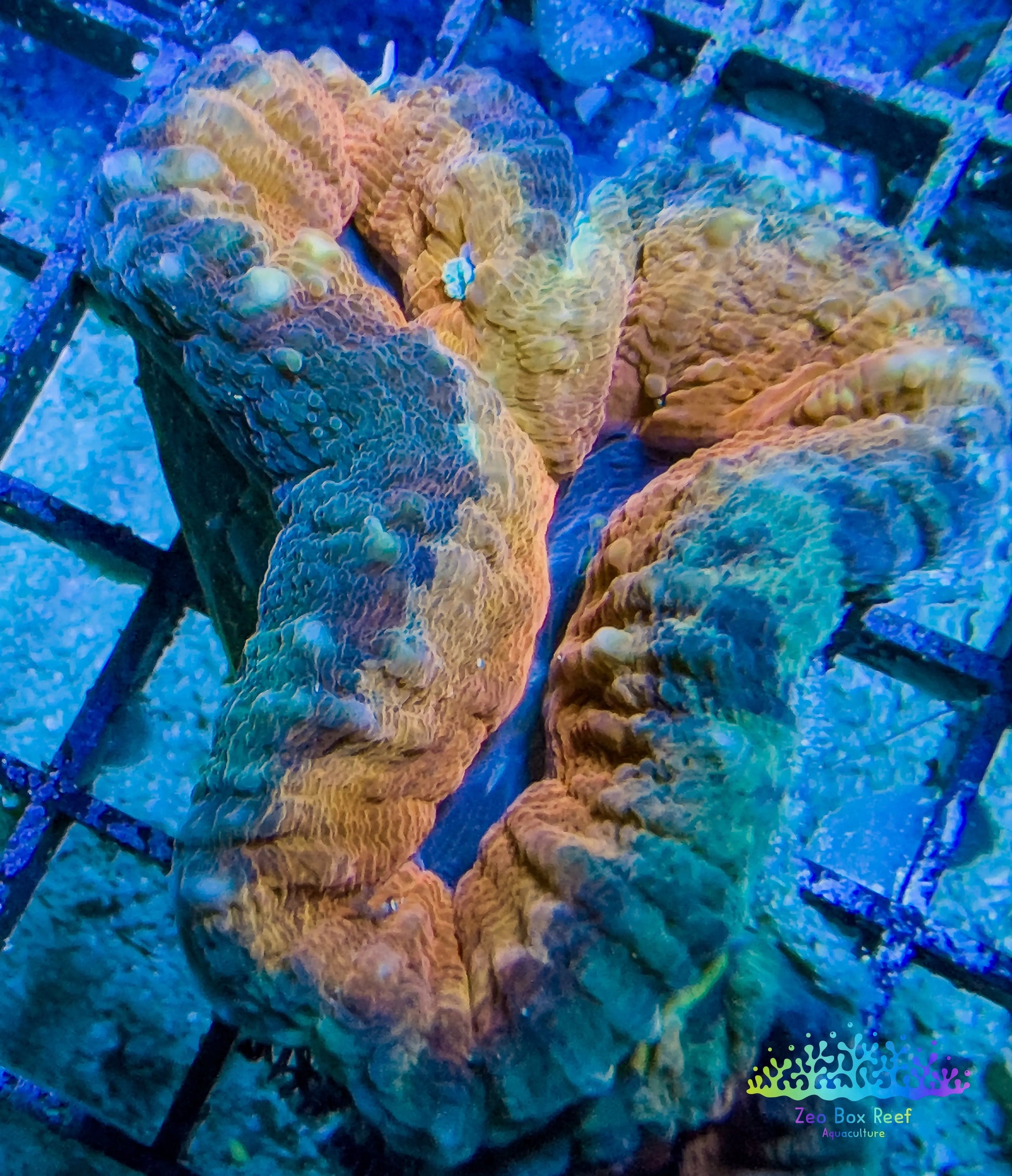 Coral- LPS- Lobophyllia- Lobo WYSIWYG Coral- LPS- Lobophyllia- Lobo WYSIWYG LPS Coral- LPS- Lobophyllia- Lobo WYSIWYG Zeo Box Reef