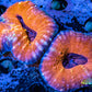 Coral- LPS- Ultra Lobophyllia- Lobo WYSIWYG 8cm Coral- LPS- Ultra Lobophyllia- Lobo WYSIWYG 8cm LPS Coral- LPS- Ultra Lobophyllia- Lobo WYSIWYG 8cm Zeo Box Reef