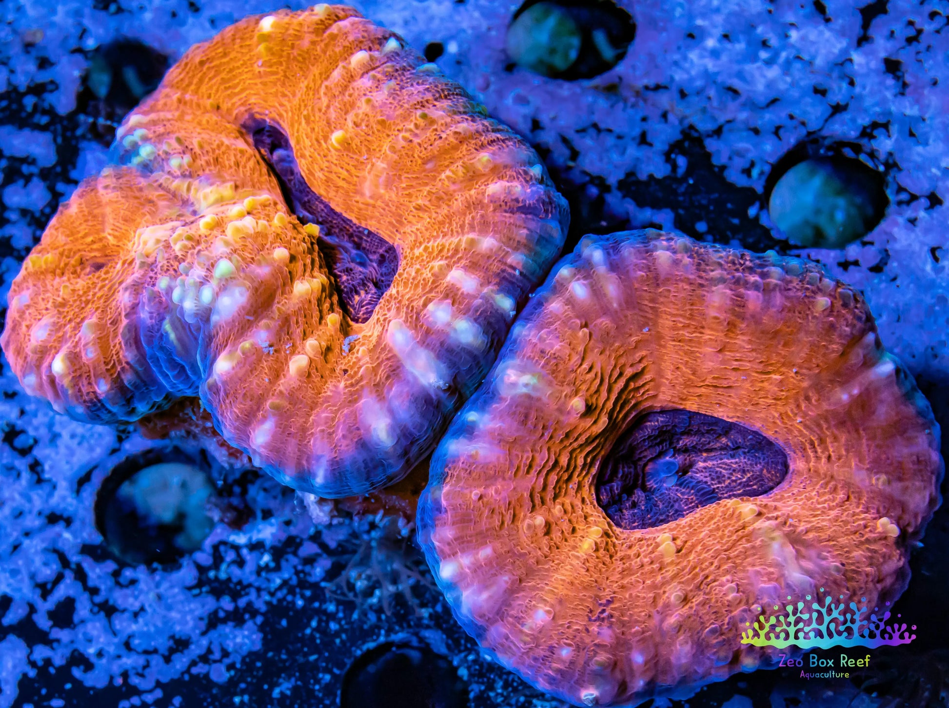 Coral- LPS- Ultra Lobophyllia- Lobo WYSIWYG 8cm Coral- LPS- Ultra Lobophyllia- Lobo WYSIWYG 8cm LPS Coral- LPS- Ultra Lobophyllia- Lobo WYSIWYG 8cm Zeo Box Reef