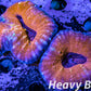 Coral- LPS- Ultra Lobophyllia- Lobo WYSIWYG 8cm Coral- LPS- Ultra Lobophyllia- Lobo WYSIWYG 8cm LPS Coral- LPS- Ultra Lobophyllia- Lobo WYSIWYG 8cm Zeo Box Reef