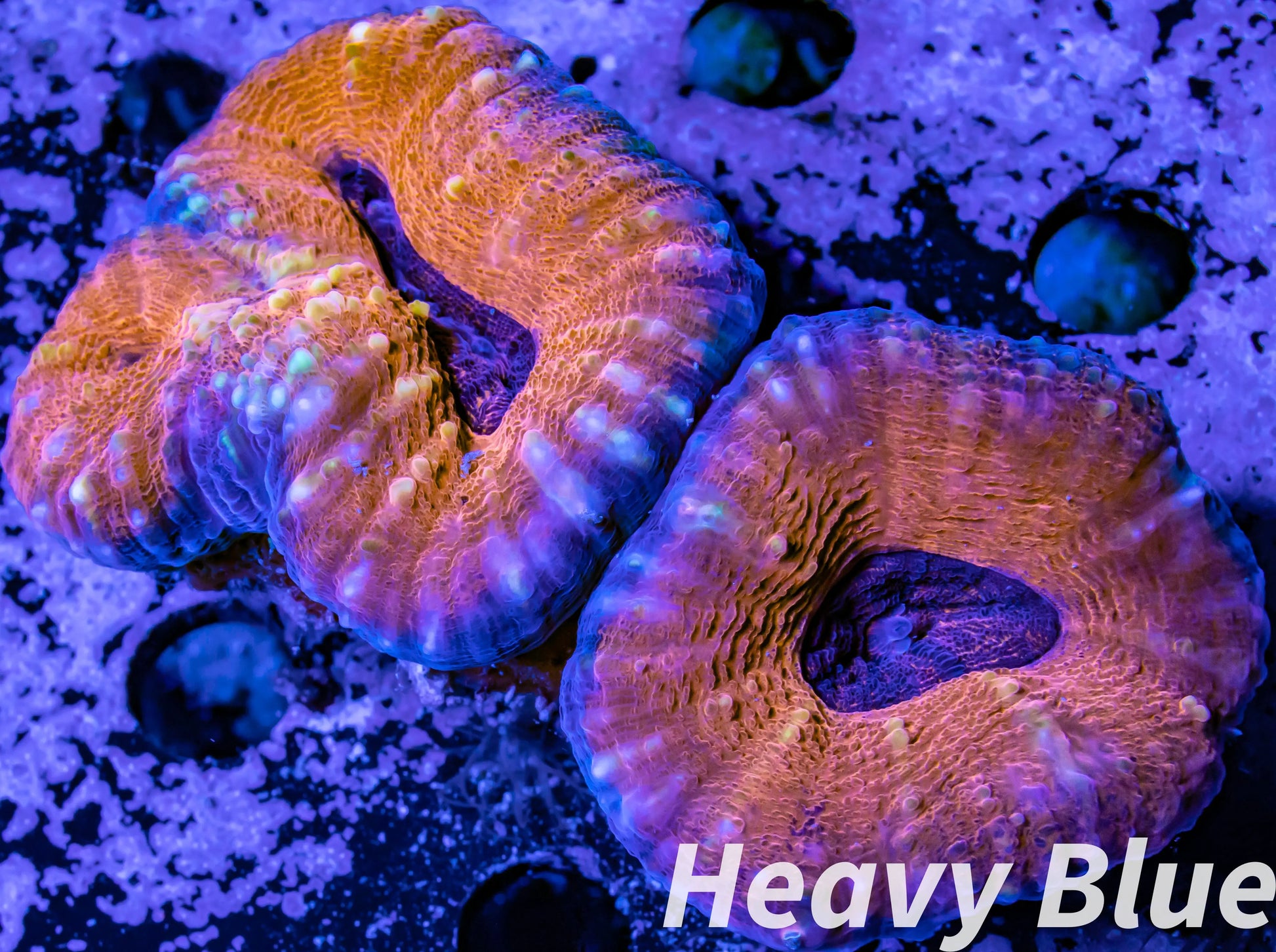 Coral- LPS- Ultra Lobophyllia- Lobo WYSIWYG 8cm Coral- LPS- Ultra Lobophyllia- Lobo WYSIWYG 8cm LPS Coral- LPS- Ultra Lobophyllia- Lobo WYSIWYG 8cm Zeo Box Reef