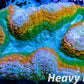 Coral- LPS- Ultra Rainbow  Lobophyllia- Lobo WYSIWYG 10cm Coral- LPS- Ultra Rainbow  Lobophyllia- Lobo WYSIWYG 10cm LPS Coral- LPS- Ultra Rainbow  Lobophyllia- Lobo WYSIWYG 10cm Zeo Box Reef